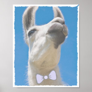 Poster Llama de fête avec Cravate de cou