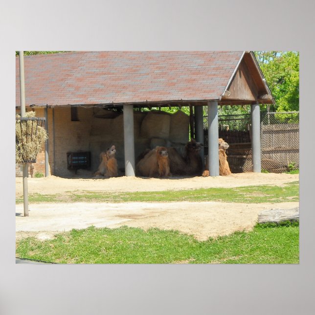 Poster Llama Love (Devant)