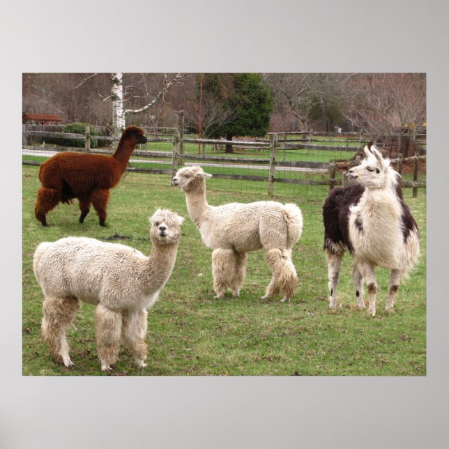 Poster Llama Melange ~ imprimer (Devant)