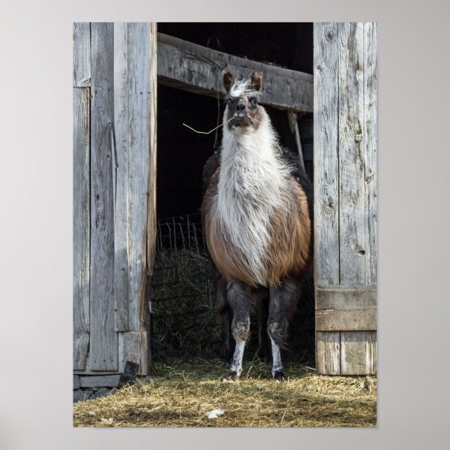 Poster Llama, Salutation Le Jour (Devant)