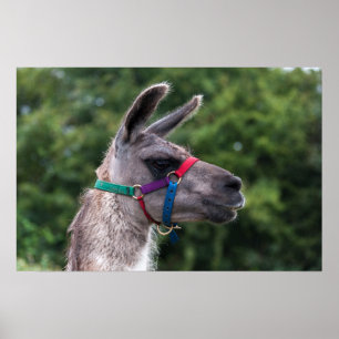 Poster Llama supériorité