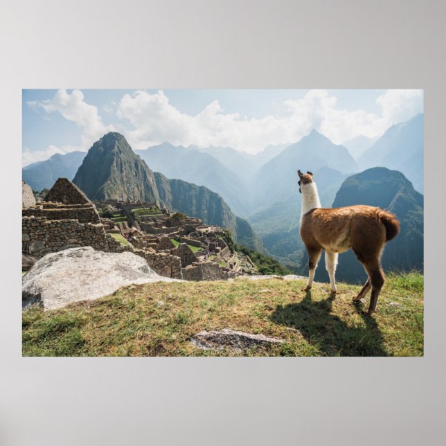 Poster Llama surplombant les ruines | Machu Picchu, Pérou (Devant)