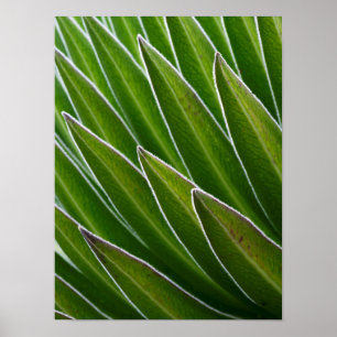 Poster Lobelia géant (Lobelia telekii) Kenya, Afrique