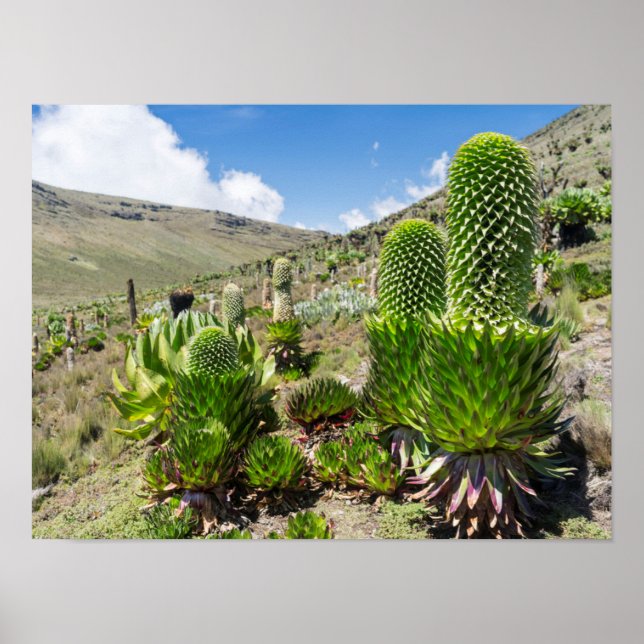 Poster Lobelia Géante (Lobelia Deckenii) Au Mont Kenya (Devant)