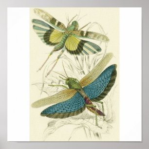 Poster Locusta Cristata (lower), Locusta flava (upper)