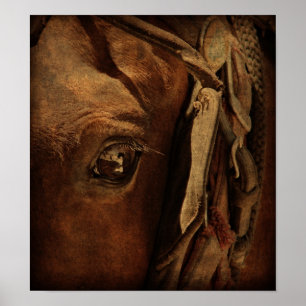 Poster L'oeil d'Amish Horse
