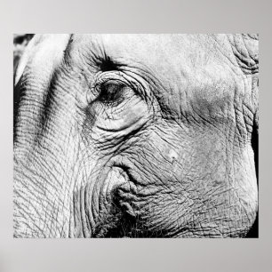 Poster L'Œil de l'éléphant, 2017