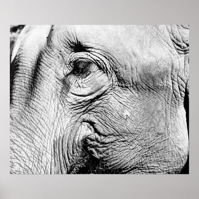Poster L'Œil de l'éléphant, 2017 (Devant)