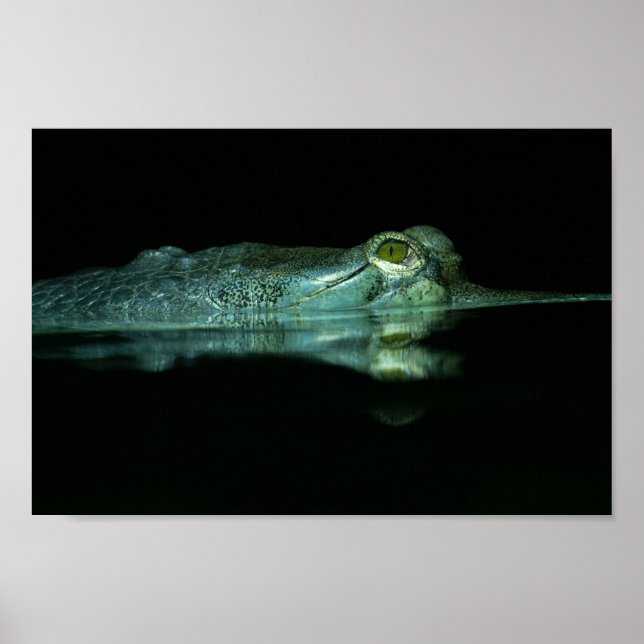 Poster L'Oeil Du Gharial (Devant)