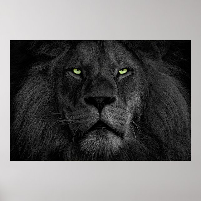 Poster L'oeil du lion (Devant)
