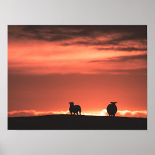 Poster Lofoten Îles Sunset Sheep Nature Photo