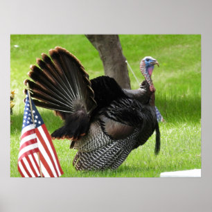 Poster L'oiseau américain sauve Tom Turquie