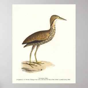Poster L'oiseau de Bittern américain (Botaurus lentiginos
