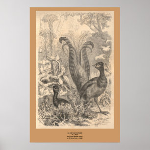 Poster L'oiseau de lyre