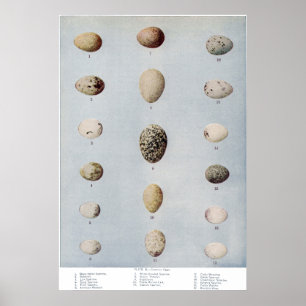 Poster L'oiseau Eggs l'histoire naturelle vintage du plat