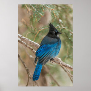 Poster L'oiseau-geai de Steller dans l'arbre