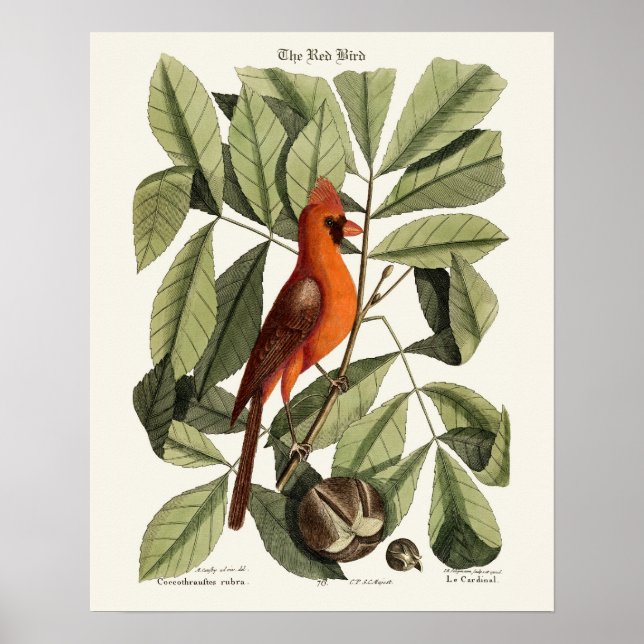 Poster L'Oiseau Rouge - Seligmann (Devant)