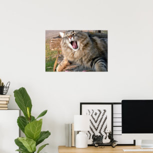 Poster LOL Maine Coon