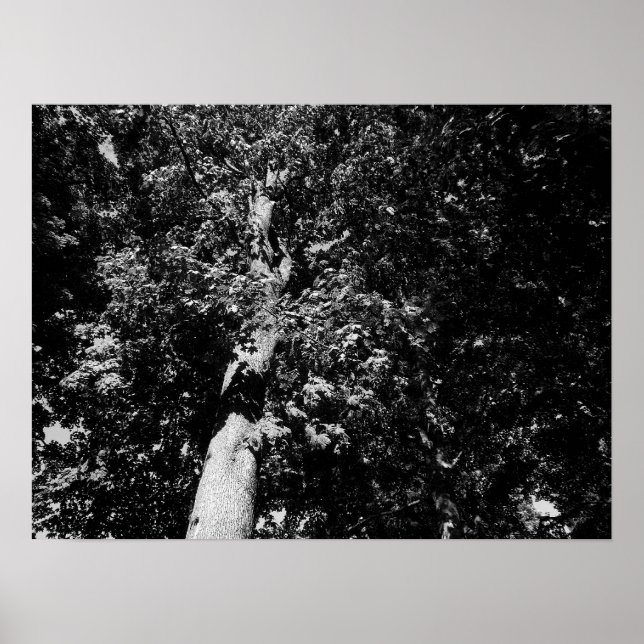 Poster London Plane Tree - B&W (Devant)