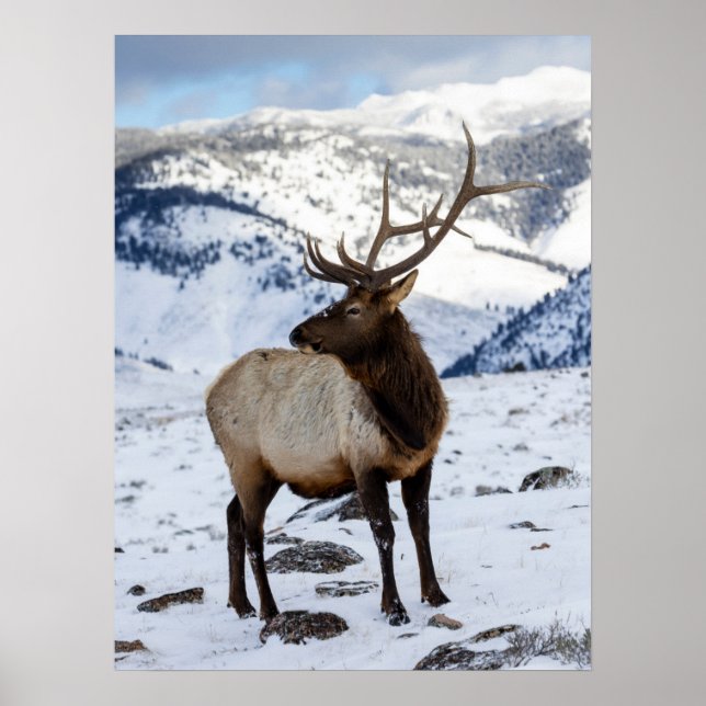 Poster Lone Bull Elk dans la neige | Parc national de Yel (Devant)