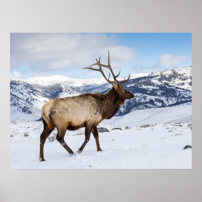 Poster Lone Bull Elk | Parc national de Yellowstone (Devant)