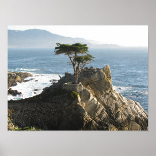 Poster Lone Cypress dans 17 miles Drive