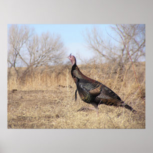 Poster Lone Turkey