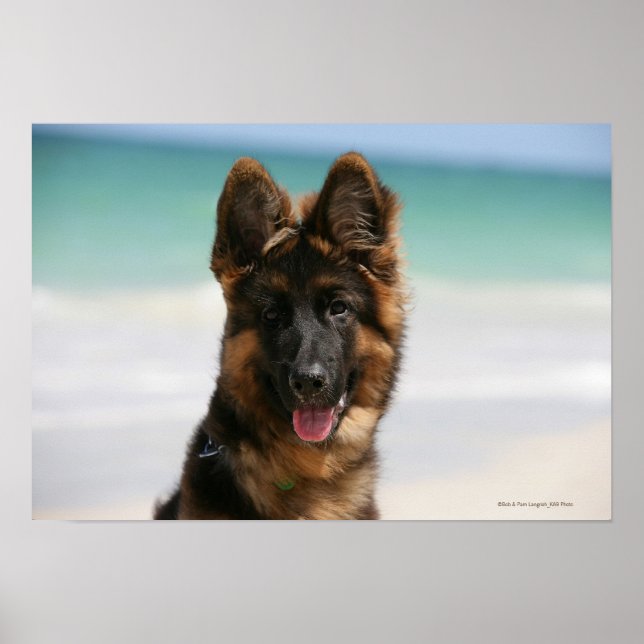Poster Long Haired German Shepherd Beach (Devant)