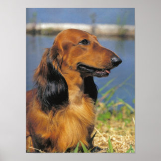 Poster LonghEI Dachshund