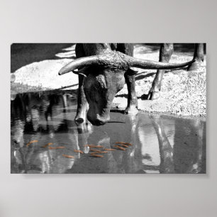 Poster Longhorn et Goldfish