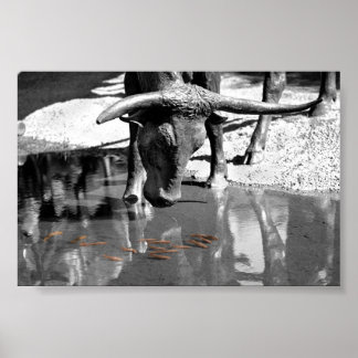 Poster Longhorn et Goldfish