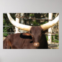 Longhorn Steer