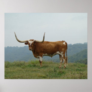 Poster Longhorn Steer dans les Ozarks- choisir la taille 