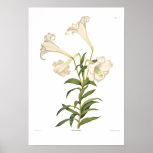 Poster Longiflorum de Lilium