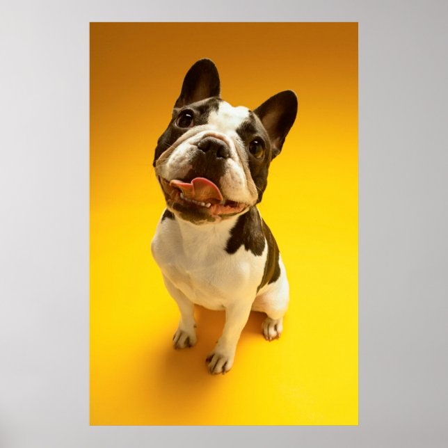 Poster Looking Up (Devant)