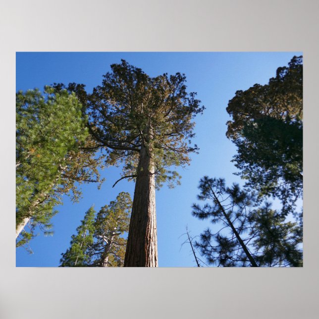 Poster Looking Up at Mariposa Grove (Devant)