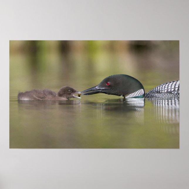 Poster Loon Adult Nourriture Chick (Devant)