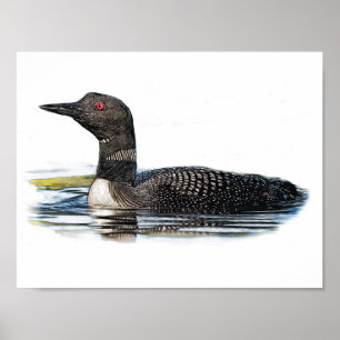 Poster Loon sur l'eau