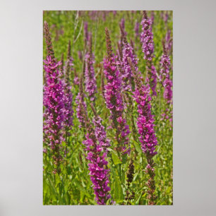 Poster Loosestrife pourpre