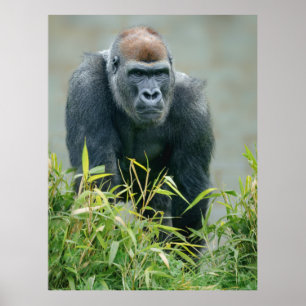 Poster Lope de Gorilla Blackback
