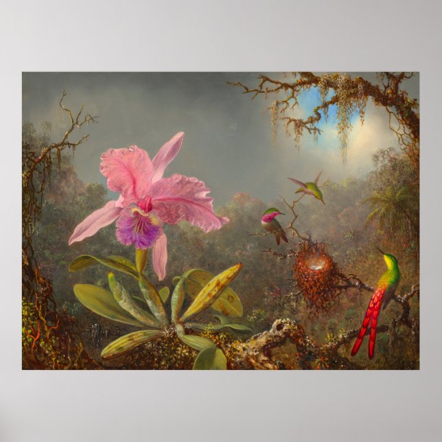 Poster L'orchidée de Cattleya et trois colibris Heade (Devant)