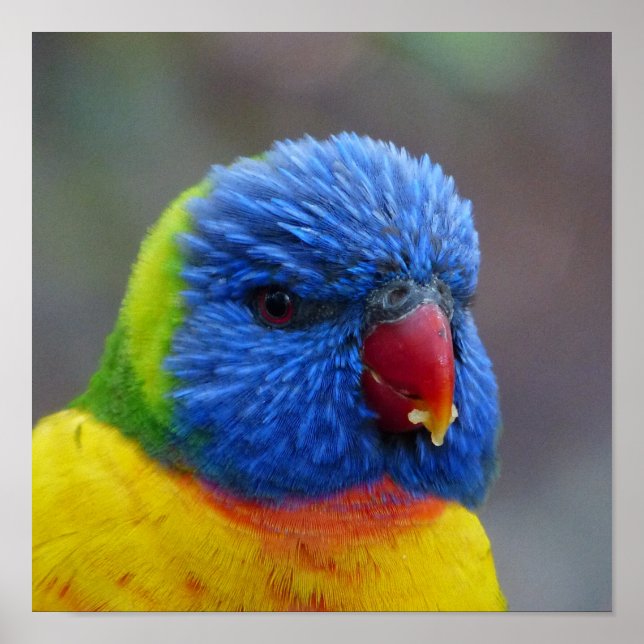 Poster Lori_2015_0203 (Devant)