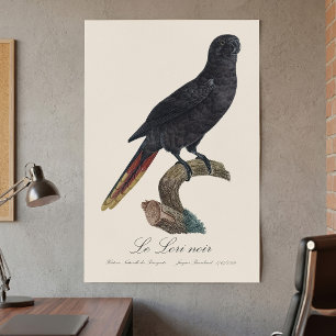 Poster Lori noir ou Lori à bec rouge, Chalcopsitta atra