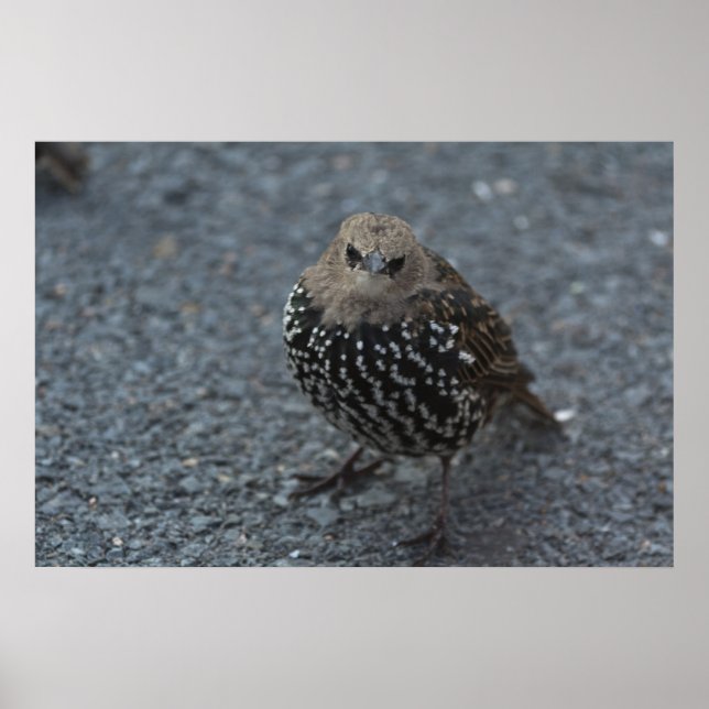 Poster L'original Angry Bird ? ? (Devant)