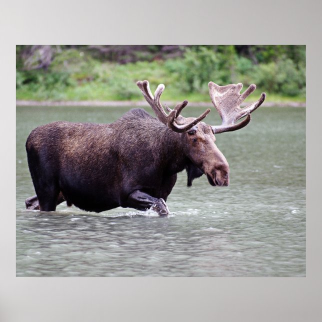Poster L'orignal en mission (Devant)