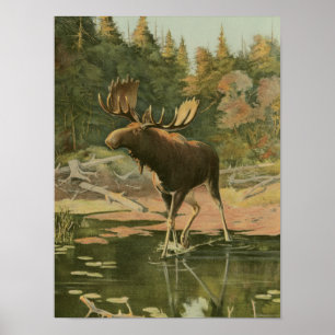 Poster L'orignal marche dans l'eau