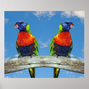 Poster Lorikees arc-en-ciel deux perchés sur une branche