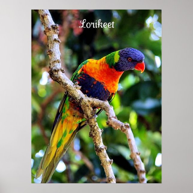 Poster Lorikeet, oiseau coloré (Devant)