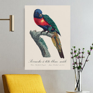 Poster Loriquet arc-en-ciel mâle, Trichoglossus moluccanu