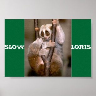 Poster Loris lent